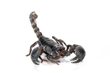 Scorpion on a white background