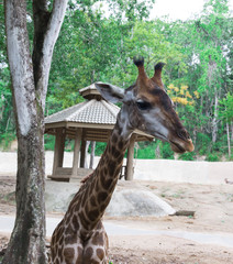 Giraffe in front chiangmai zoo in thailand
