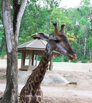 Giraffe in front chiangmai zoo in thailand
