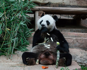 Giant Panda eating bamboo
