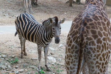 Obraz premium Zebra portrait on chiangmai zoo, Thailand 