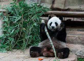 Giant Panda eating bamboo
