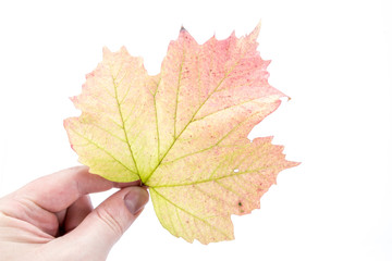 Herbstblätter und Kürbisse