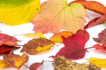 Herbstblätter und Kürbisse
