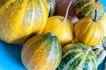 Thanksgiving - different many-coloured pumpkins with lines, on