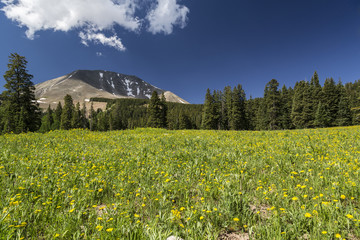 Mountain meadow with Mount Peale in the background photographed in the beautiful La Sal mountains...