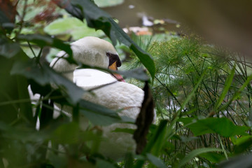 Obraz premium Swan grooming itself in the bushes