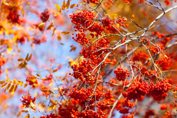 Rowan against the blue sky on a sunny day