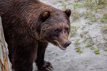 Naklejka na ściany i meble Brown bear (Ursus arctos horribilis) in Alaska