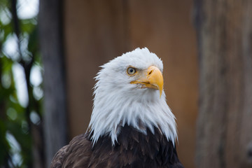 Portrait of a bald eagle (lat. haliaeetus leucocephalus), Alaska,