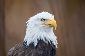Portrait of a bald eagle (lat. haliaeetus leucocephalus), Alaska,