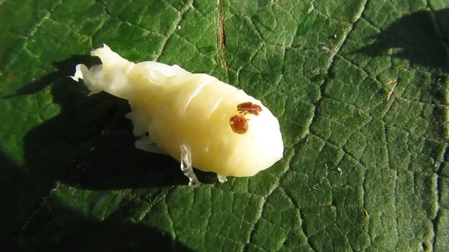 Varroa mite, larva and drone wasp.