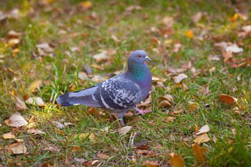 Fototapeta premium Pigeon walking on the green grass.October circled the leaves