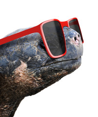 Fototapeta premium Funny animal portrait of an old galapagos tortoise with big red nerdy sunglasses