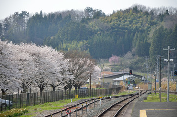 福島県　JR三春駅の桜並木