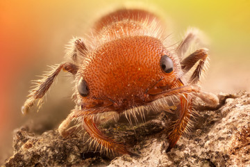 Mutillidae trepando por la corteza de un árbol.