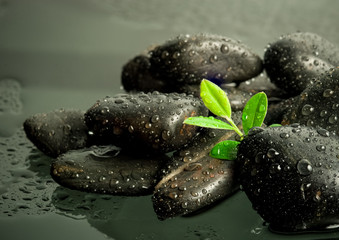 beautiful spa concept of green leaf on zen basalt stones 
