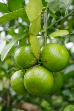 green lemon on Tree