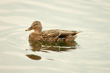 duck