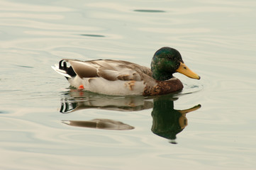 duck