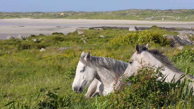 Two white horses resting in a green meadow near Omey Island, in Connemara, Ireland. HD 1080p