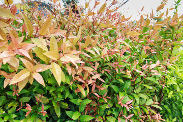 Green leaf wall background
