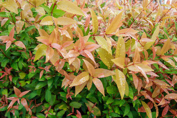 Green leaf wall background