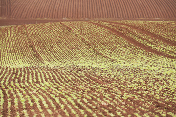 Table Cape Farmland