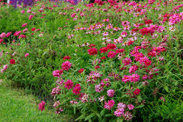 Fototapeta premium floral background