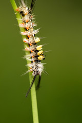 Tussock Moth Caterpillar in nature