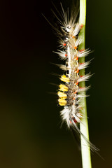 Tussock Moth Caterpillar in nature