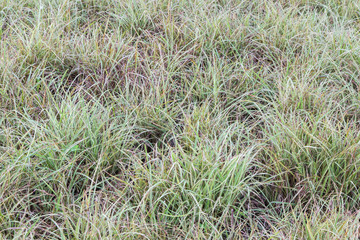grass texture