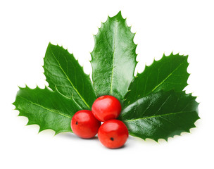 Holly berry leaves isolated  © Valentina R.