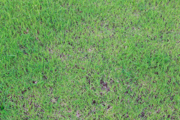 green grass texture
