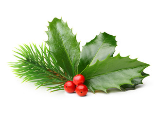 Pine tree branch and Holly berry leaves.