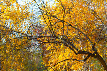 Bright yellow leaves against the sky