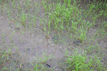 Paddy rice