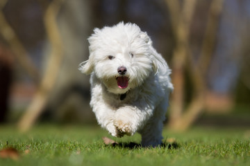 Coton de Tulear dog running outdoors in nature