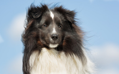 Shetland Sheepdog outdoors in nature