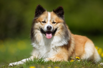 Happy and smiling Icelandic Sheepdog