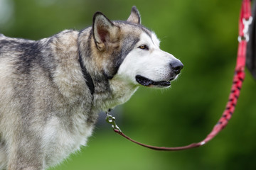 Purebred Alaskan Malamute dog outdoors in nature