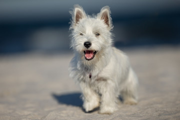 West Highland White Terrier