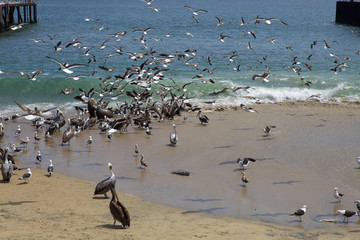 Birds and sea lions in the port of Valparaiso, Chile