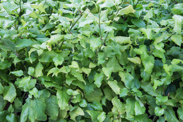 Green leaf background,white Plumbago