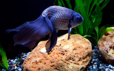 Аквариумная рыбка синий вуалехвост