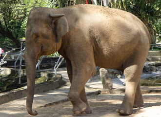 Obraz na płótnie Canvas Индийский слон