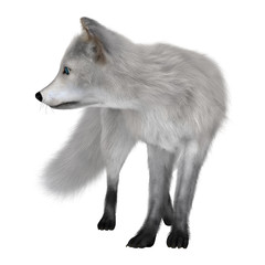 Arctic Fox