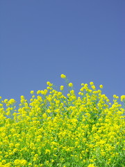 菜の花と青空