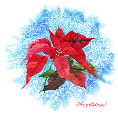 Background  with Christmas poinsettia