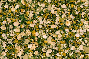 Muschel Textur Hintergrund